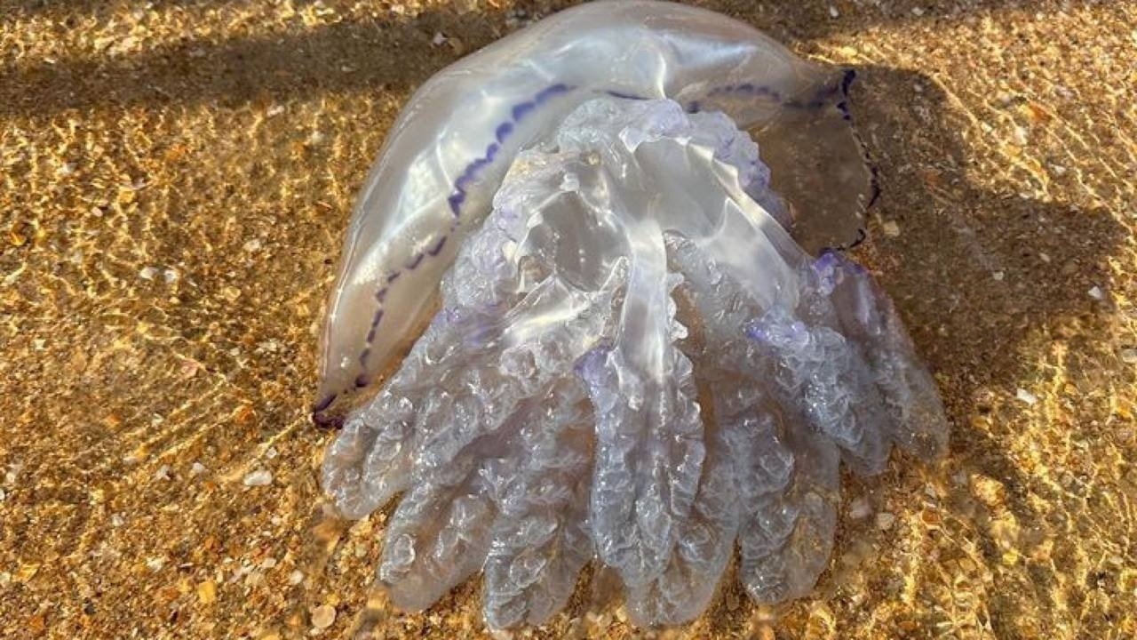 медузы в тайланде